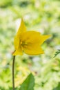 Wild woodland tulip, Tulipa sylvestris, close-up flower