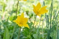 Wild woodland tulip, Tulipa sylvestris, yellow flowers