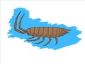Wild Woodlouse Insect