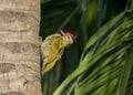 A wild woodpecker resting on the tree . Royalty Free Stock Photo