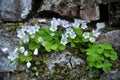 Flowering of the first spring flowers Oxalis acetosella Royalty Free Stock Photo