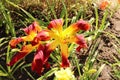 Wild Wookie. Luxury flower daylily in the garden close-up. The daylily is a flowering plant in the genus Hemerocallis Royalty Free Stock Photo