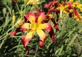 Wild Wookie. Luxury flower daylily in the garden close-up. The daylily is a flowering plant in the genus Hemerocallis Royalty Free Stock Photo