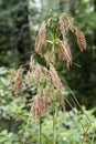 Wild Woolgrass - Scirpus cyperinus Royalty Free Stock Photo