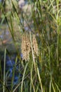 Wild Woolgrass - Scirpus cyperinus Royalty Free Stock Photo