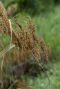 Wild Woolgrass - Scirpus cyperinus Royalty Free Stock Photo