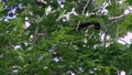 A wild Woolly monkey, Lagothrix, playfully feeds in the Amazon rainforest.