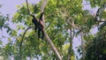 A wild Woolly monkey, Lagothrix, resting on a branch in the Amazon rainforest, Ecuador, South America.