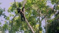 A wild Woolly monkey, Lagothrix, resting on a branch in the Amazon rainforest, Ecuador, South America.