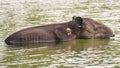 Wild wounded tapir crossing a river Royalty Free Stock Photo