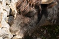 Wild Yac or Bos Mutus F. Grunniens at the zoo in Zurich in Switzerland