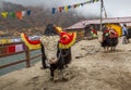 Wild yak animals used for tourist ride near Tsomgo Changu lake, East Sikkim India. Royalty Free Stock Photo