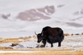 Wild yak, Bos mutus, large bovid native to the Himalayas, winter mountain codition, Tso-Kar lake, Ladakh, India. Yak from Tibetan