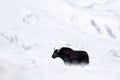 Wild yak, Bos mutus, large bovid native to the Himalayas, winter mountain codition, Tso-Kar lake, Ladakh, India. Yal from Tibetan