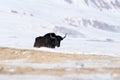 Wild yak, Bos mutus, large bovid native to the Himalayas, winter mountain codition, Tso-Kar lake, Ladakh, India. Yal from Tibetan