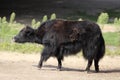 Domestic yak Bos grunniens