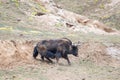 Wild yak,bos mutus in mud bath Royalty Free Stock Photo