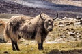 Wild yak in nubra valley