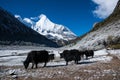 Wild yak in Yading Park Royalty Free Stock Photo