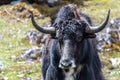 Wild yak at Yumthang valley, North Sikkim, Eastern Himalayas, India Royalty Free Stock Photo