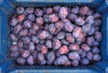 Wild Yeast Bloom on Ripe Purple Plums