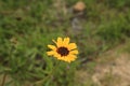 Black eyed Susan flower Royalty Free Stock Photo