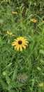 Wild yellow black-eyed susan flowers in a field in the summer Royalty Free Stock Photo