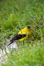 American goldfinch standing in green grass