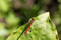 Wild yellow black red dragonfly anax imperator Sympetrum Fonscolombii