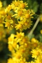 Wild yellow chrysanthemum flowers in autumn in the morning Royalty Free Stock Photo