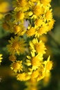 Wild yellow chrysanthemum flowers in autumn in the morning Royalty Free Stock Photo