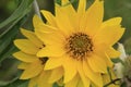 wild hairy sunflowers, late summer New England perrennials Royalty Free Stock Photo