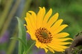 Wild yellow circular hairy sunflower, Late summer bloom Royalty Free Stock Photo