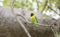 Wild Yellow-collared Lovebirds Agapornis personatus Perched in a Tree Royalty Free Stock Photo