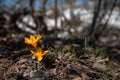Wild yellow crocuses in the early spring forest Royalty Free Stock Photo