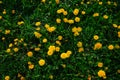 Wild yellow daisies in the summer