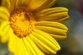 A wild yellow daisy flower with her unique petals