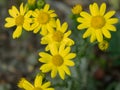 Wild yellow daisy flower highlighted closeup Royalty Free Stock Photo