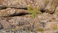 Wild yellow endemism flowers on the mountain. Beautiful autumn meadow with wildflowers and herbs swaying on wind on stone grave