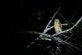 Wild yellow eye owl at night Royalty Free Stock Photo