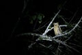 Wild yellow eye owl at night, Sukau Junction Royalty Free Stock Photo