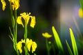 Wild yellow flag iris in a pond with diffused background Royalty Free Stock Photo