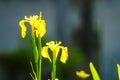 Wild yellow flag iris in a pond with diffused background Royalty Free Stock Photo