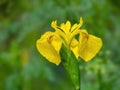 Wild yellow flag iris, Iris Pseudacorus. Royalty Free Stock Photo