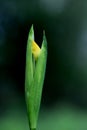 Wild yellow flag iris Royalty Free Stock Photo