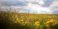 Wild yellow flower field with beautiful sunrise and sunbeam