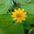 Wild Yellow Flower in gardener