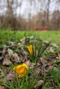 Wild yellow flower in a green grass in a park or forest. Spring season time Royalty Free Stock Photo