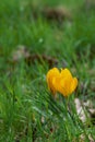 Wild yellow flower in a green grass in a park or forest. Spring season time Royalty Free Stock Photo