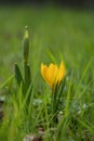 Wild yellow flower in a green grass in a park or forest. Spring season time Royalty Free Stock Photo